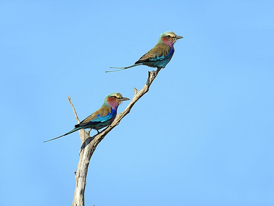 pair of rollers