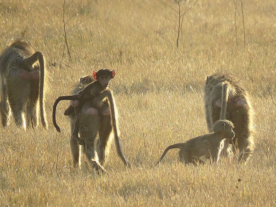 baboons
