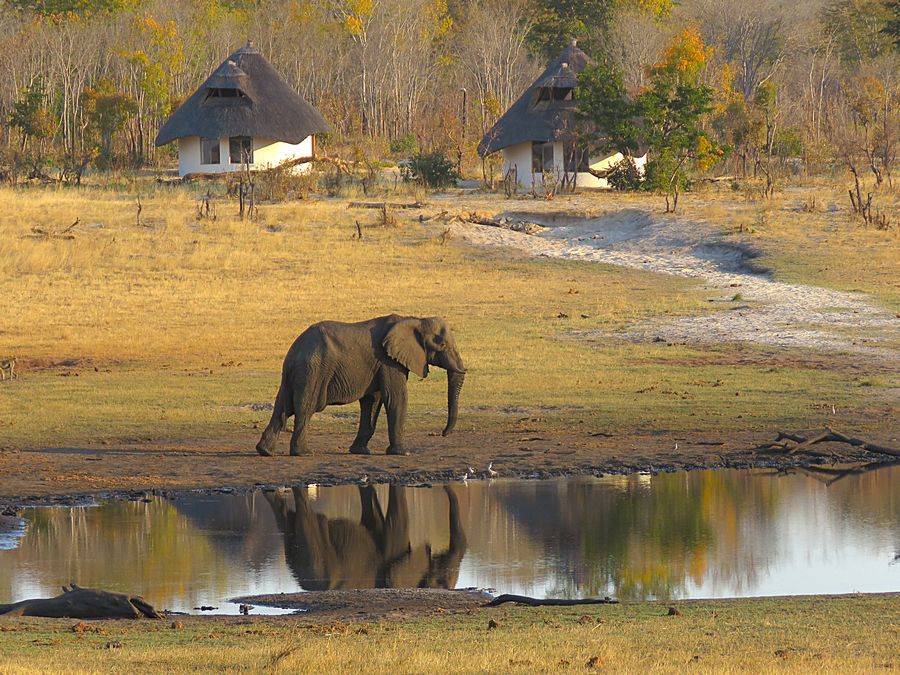 elephant