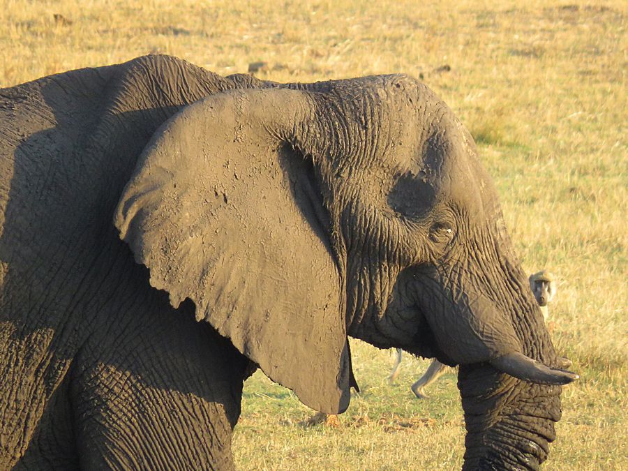 elephant