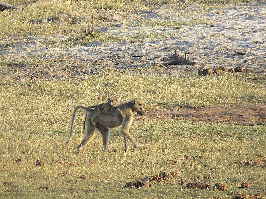 baboons