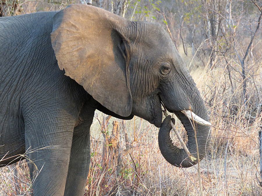 elephant