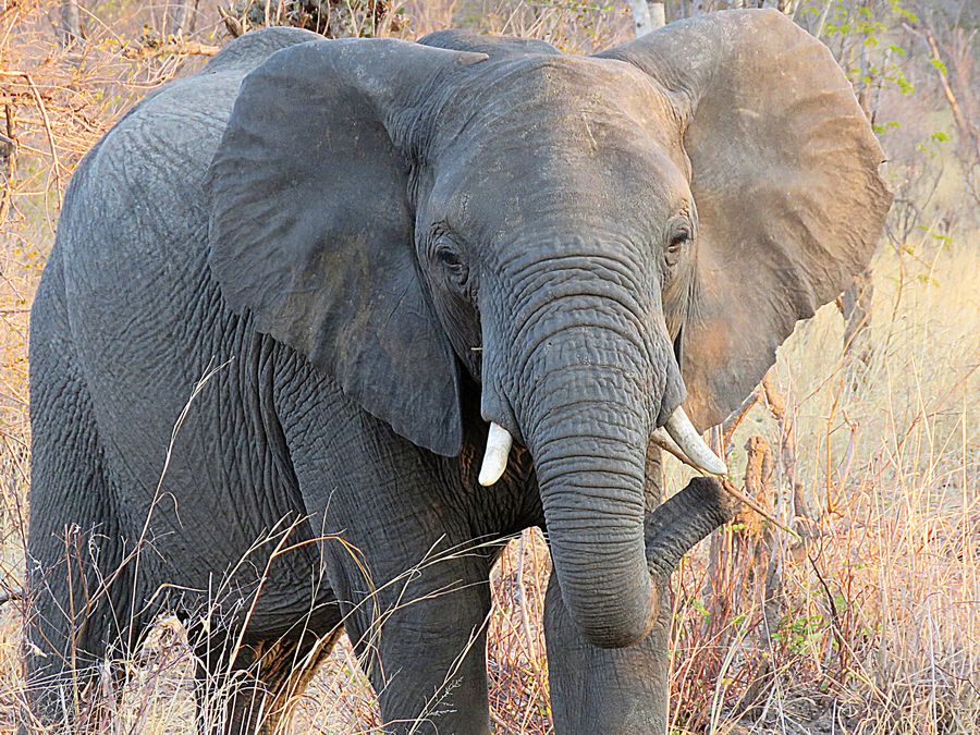 elephant