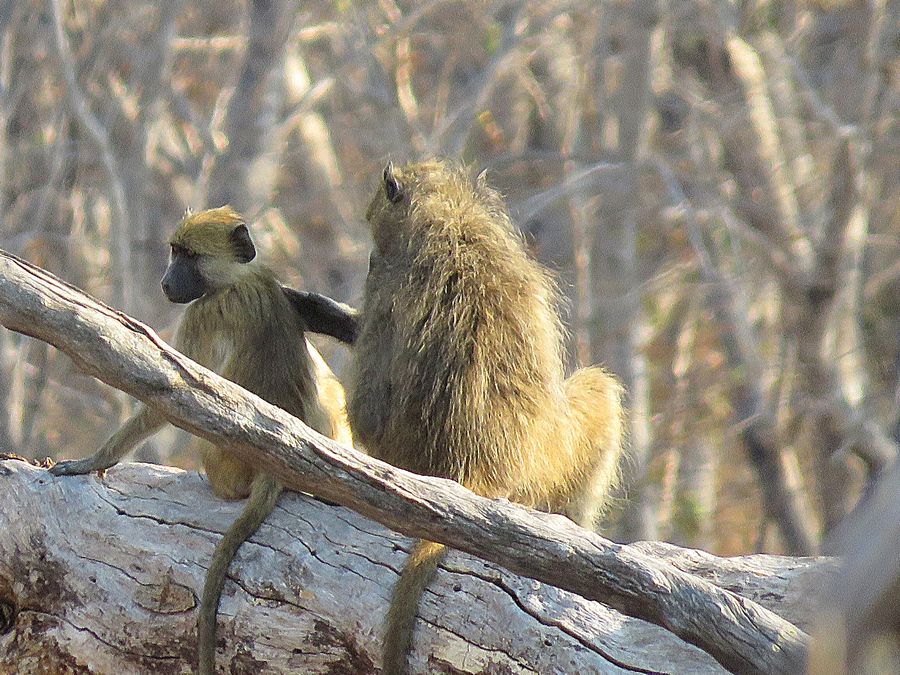 baboons