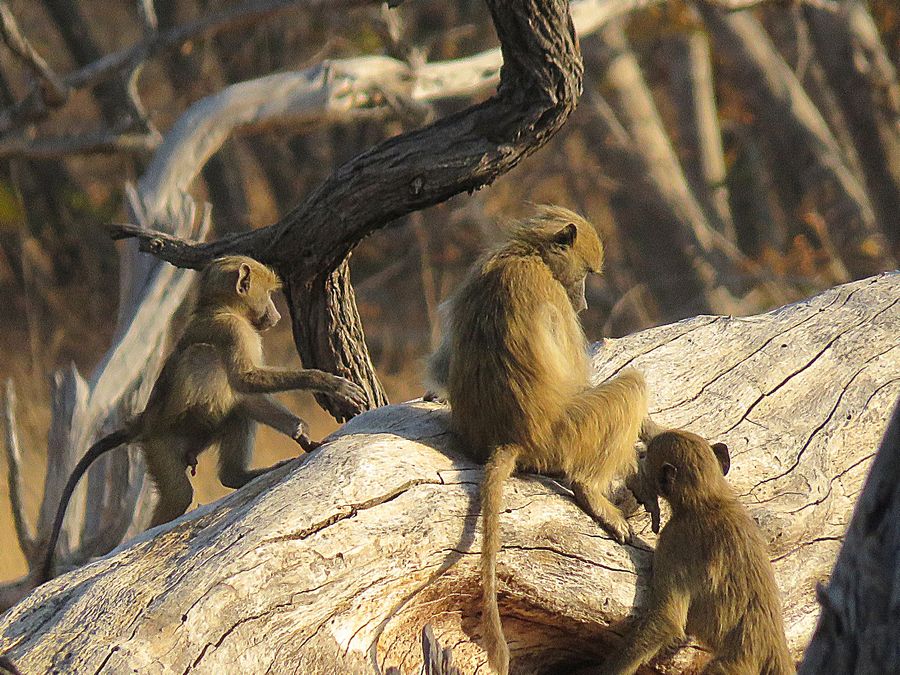 baboons