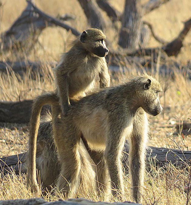 baboons