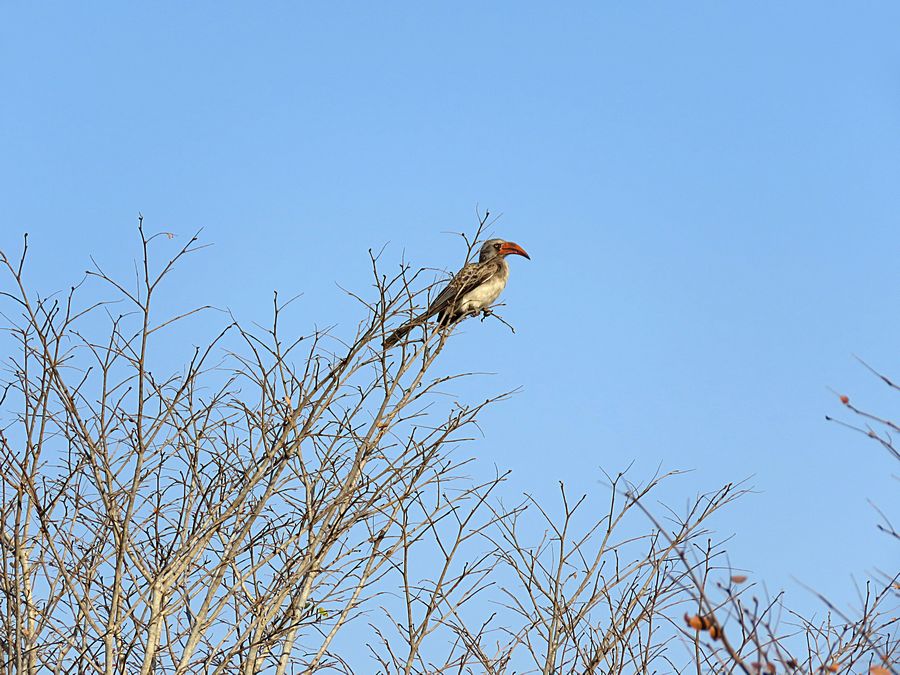 Bradfield's hornbill