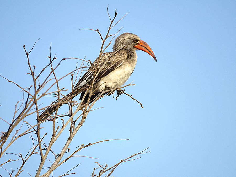 hornbill