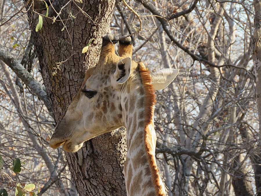 giraffe