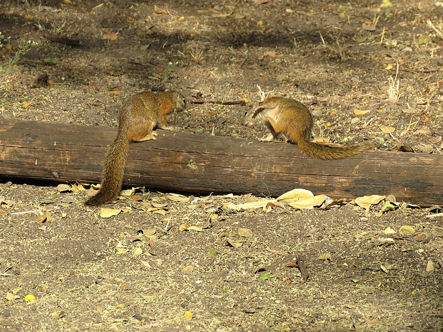 African squirrels