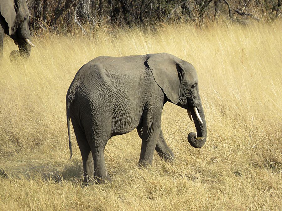 baby elephant
