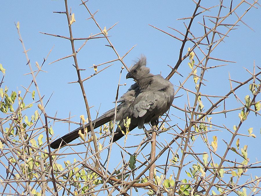 go-away bird