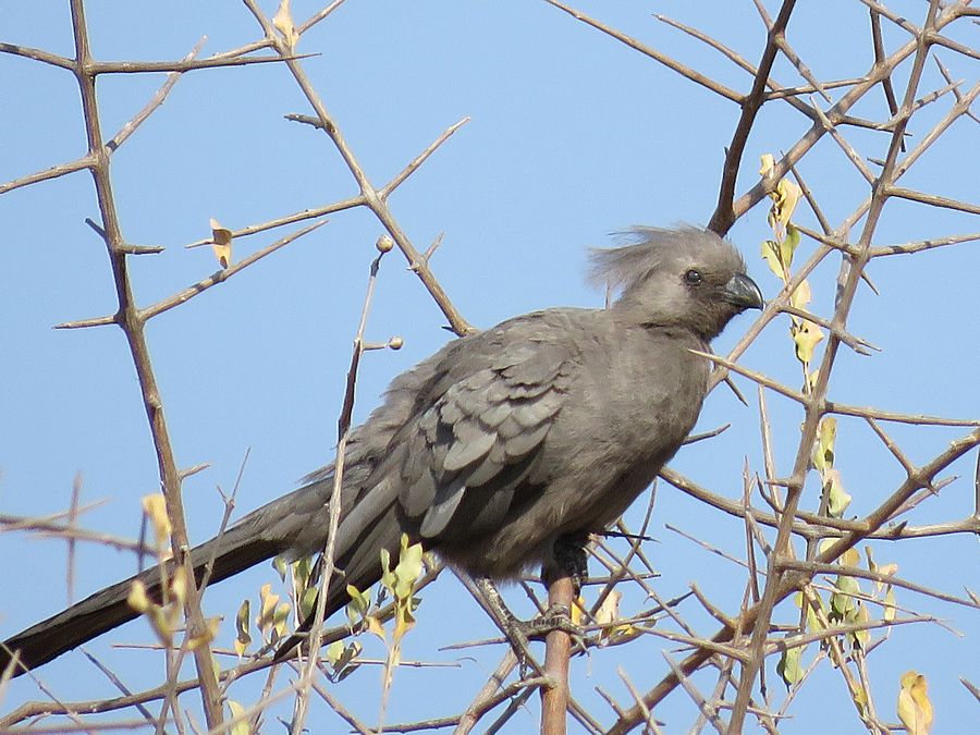 go-away bird