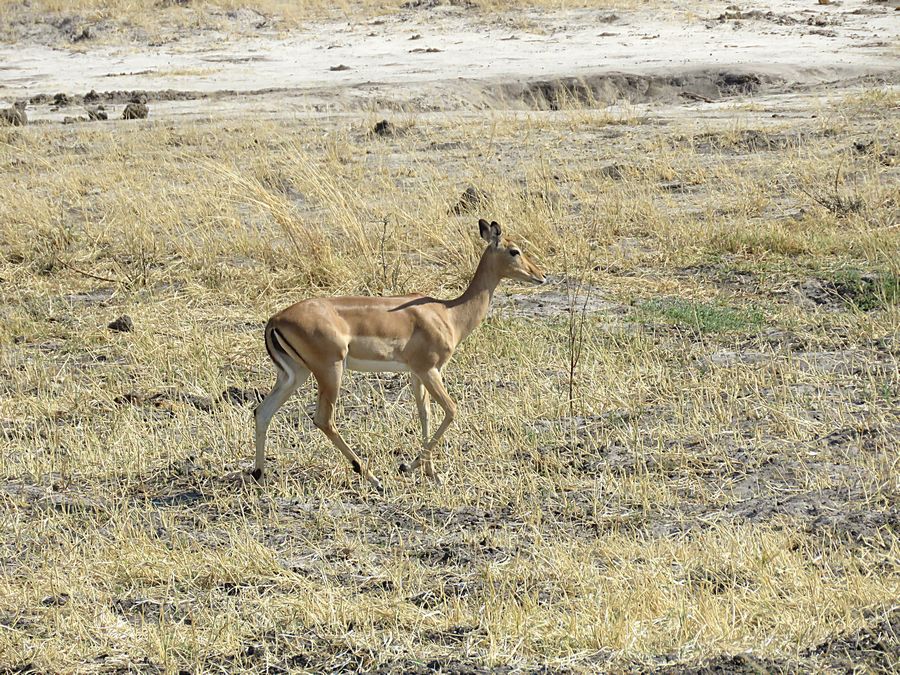 female impala