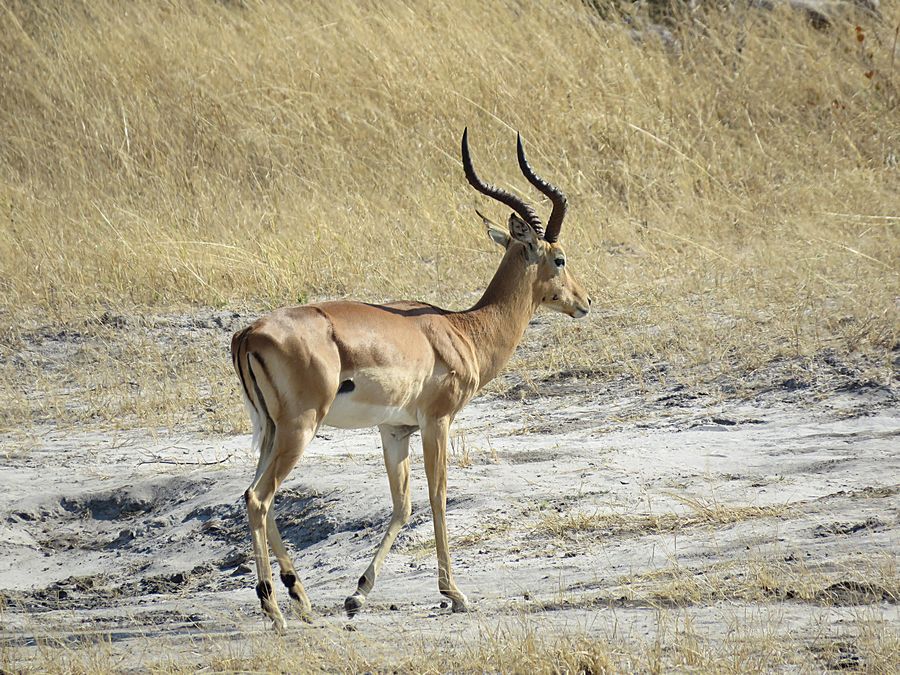 male impala