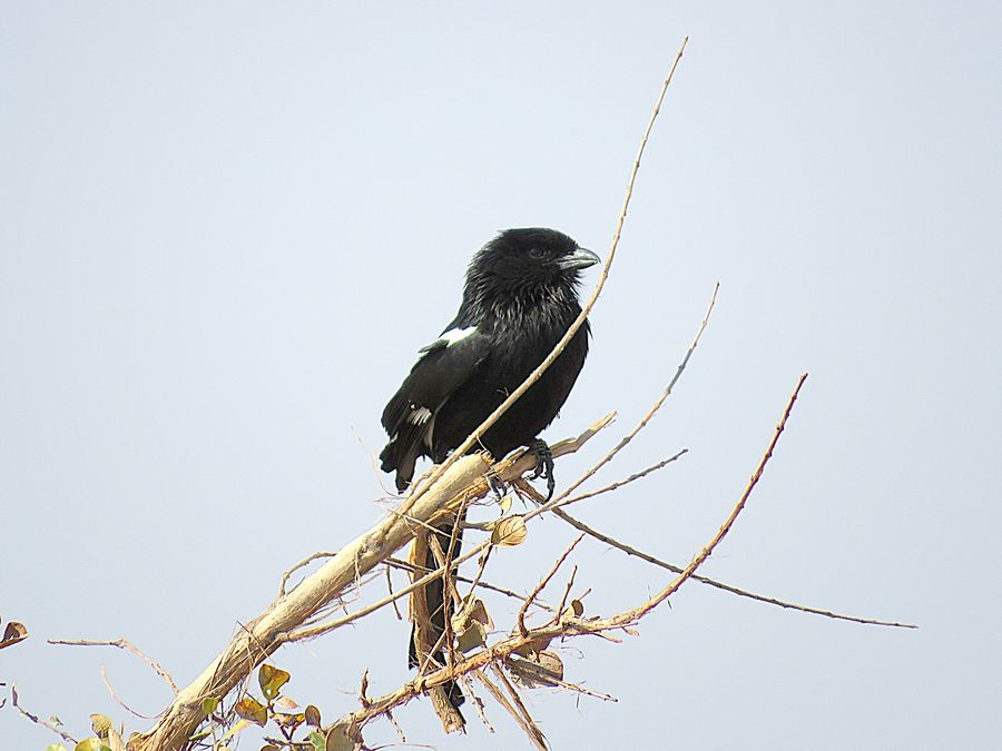 magpie shrike