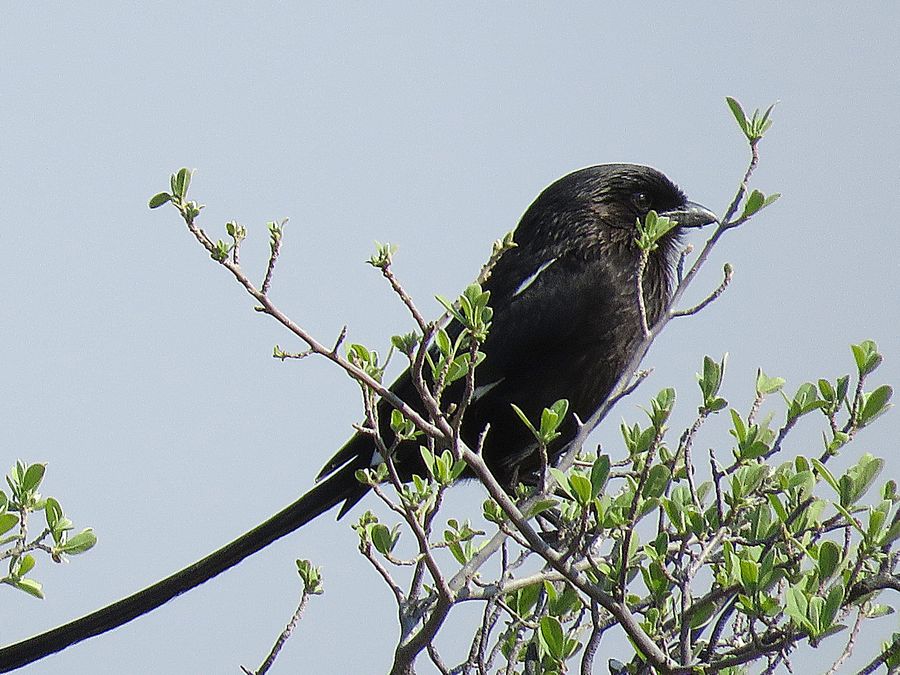 magpie shrike