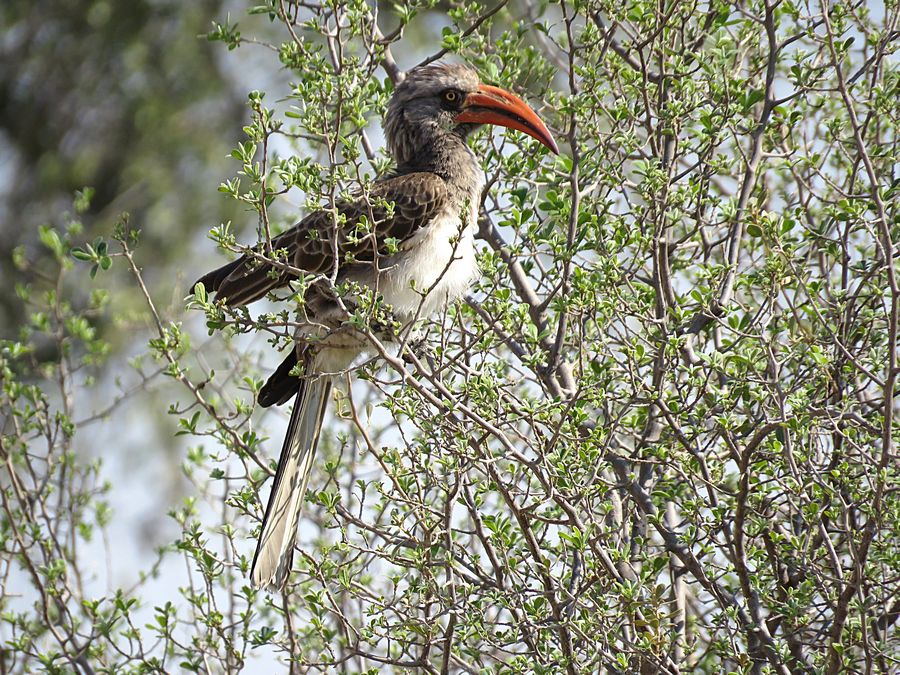 Bradfield's hornbill