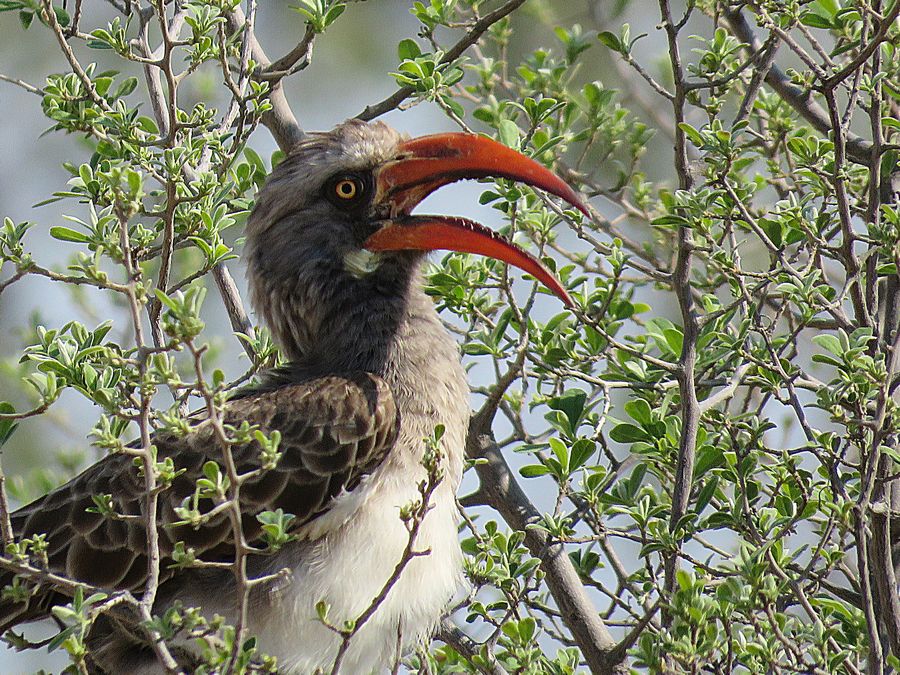 Bradfield's hornbill