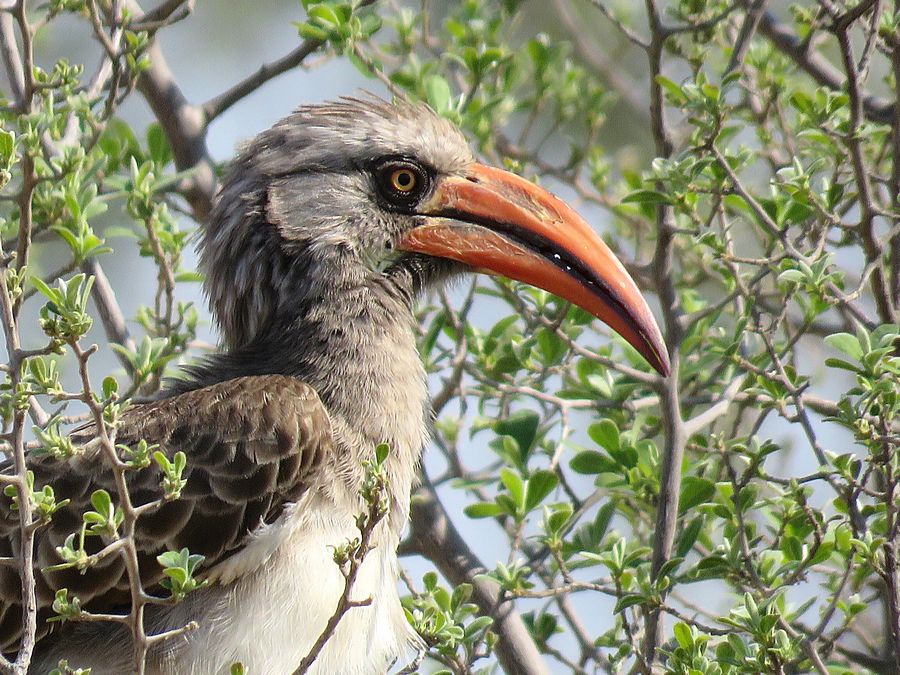 Bradfield's hornbill