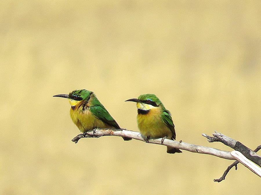 bee-eater