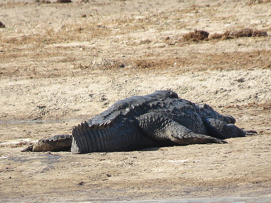 crocodile