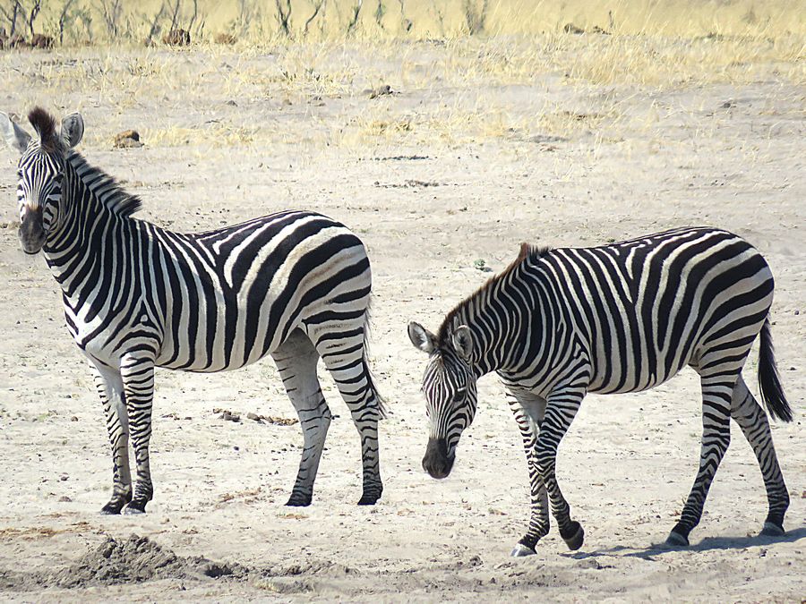 zebras