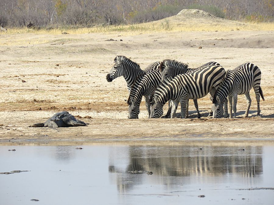croc and zebras
