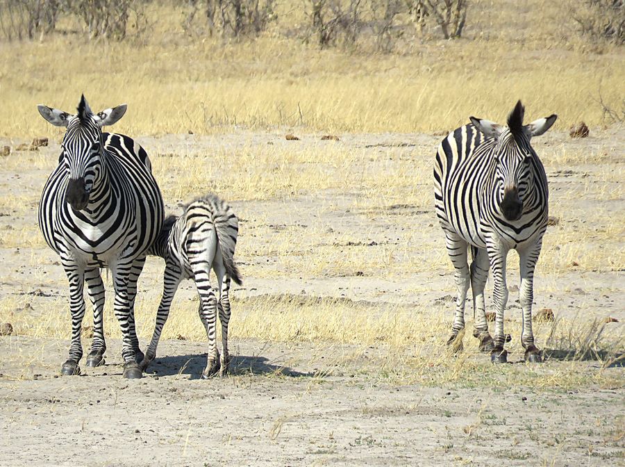 nursing zebra