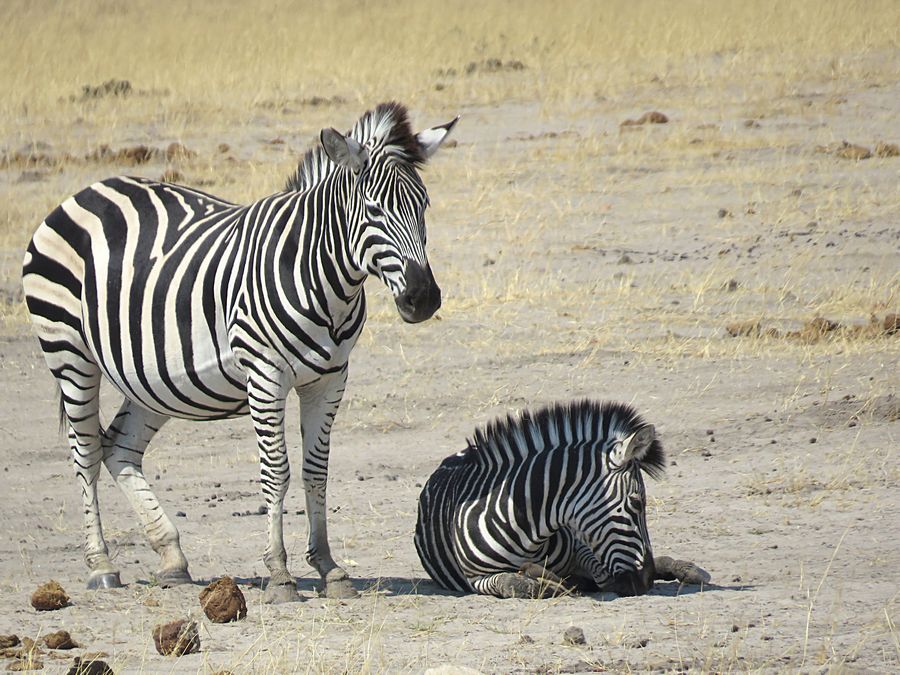 zebras