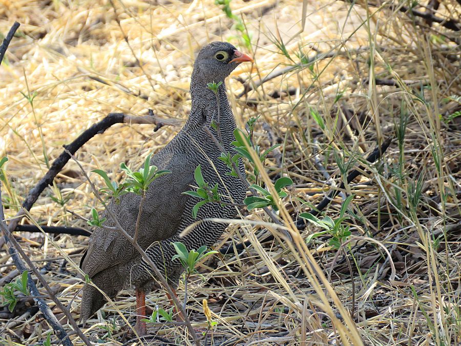 red-billed spurfowl