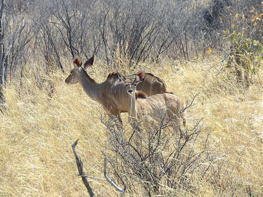 Female kudu and young one