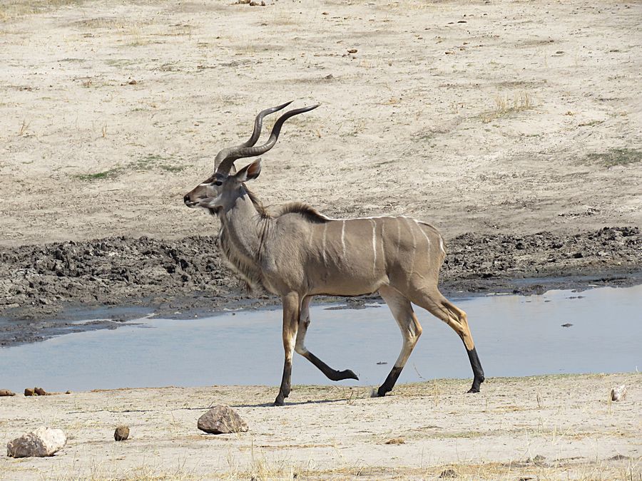 male kudu