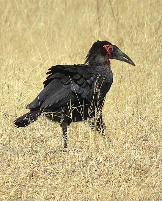 ground hornbill