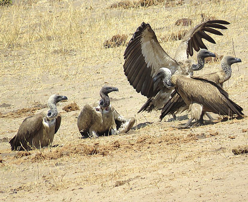 white-backed vultures