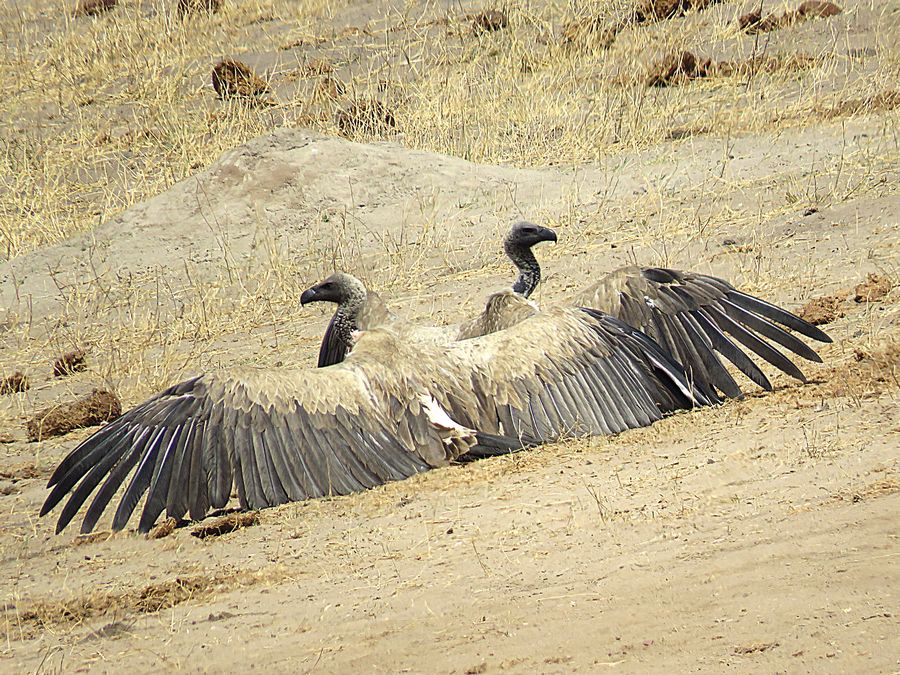 white-backed vultures