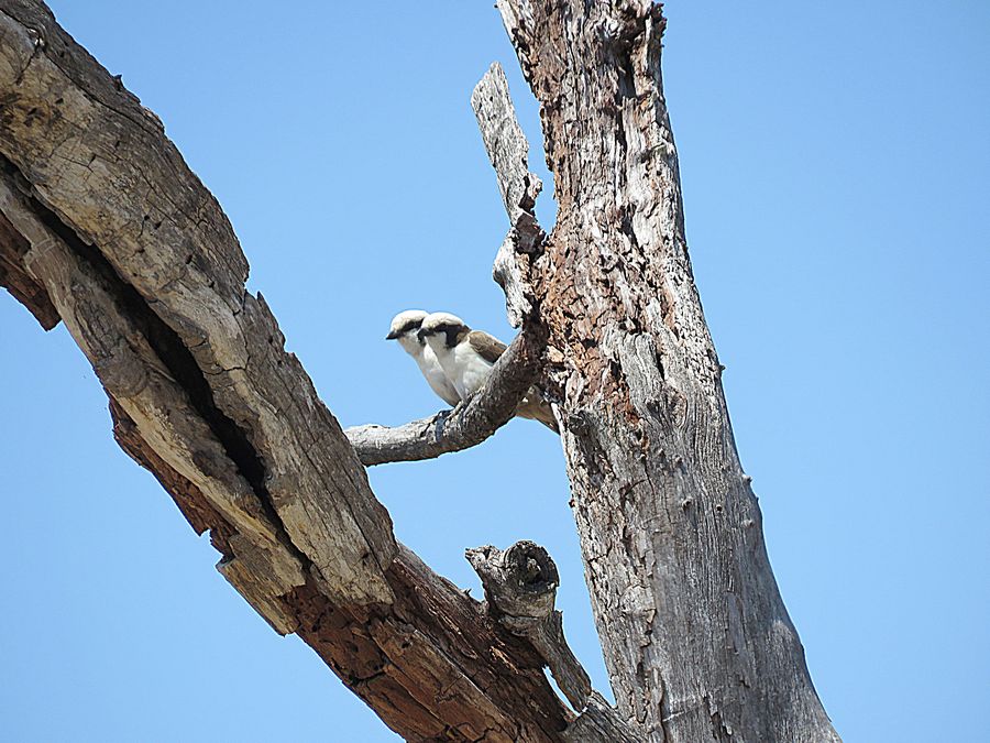 shrike