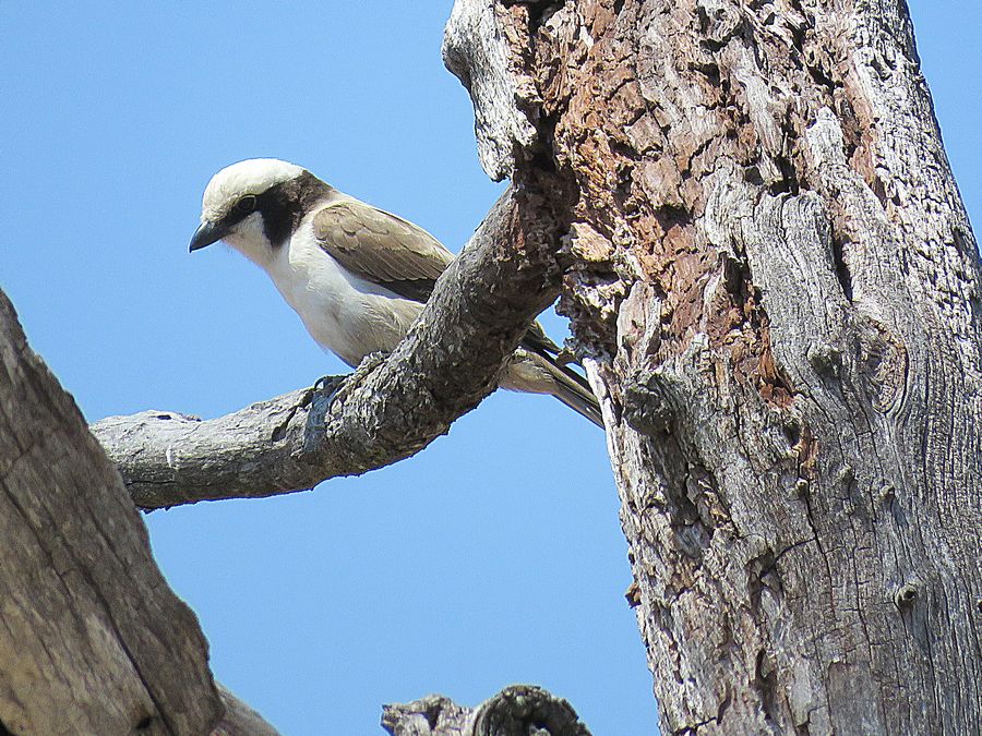 shrike