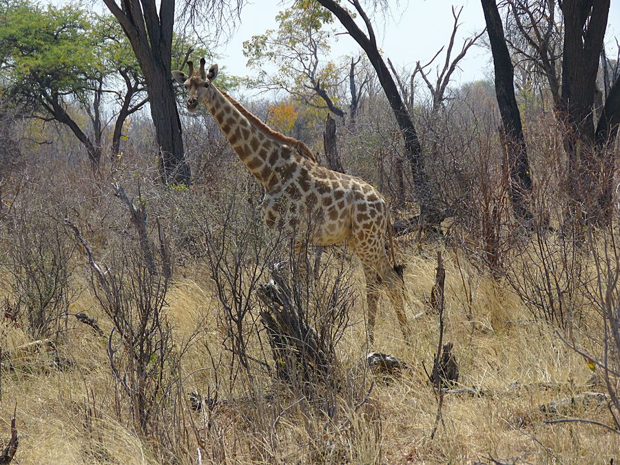 giraffe