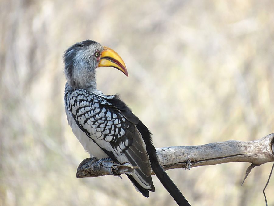 hornbill
