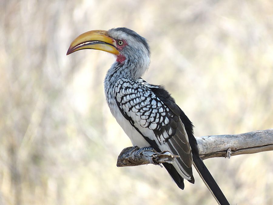 hornbill