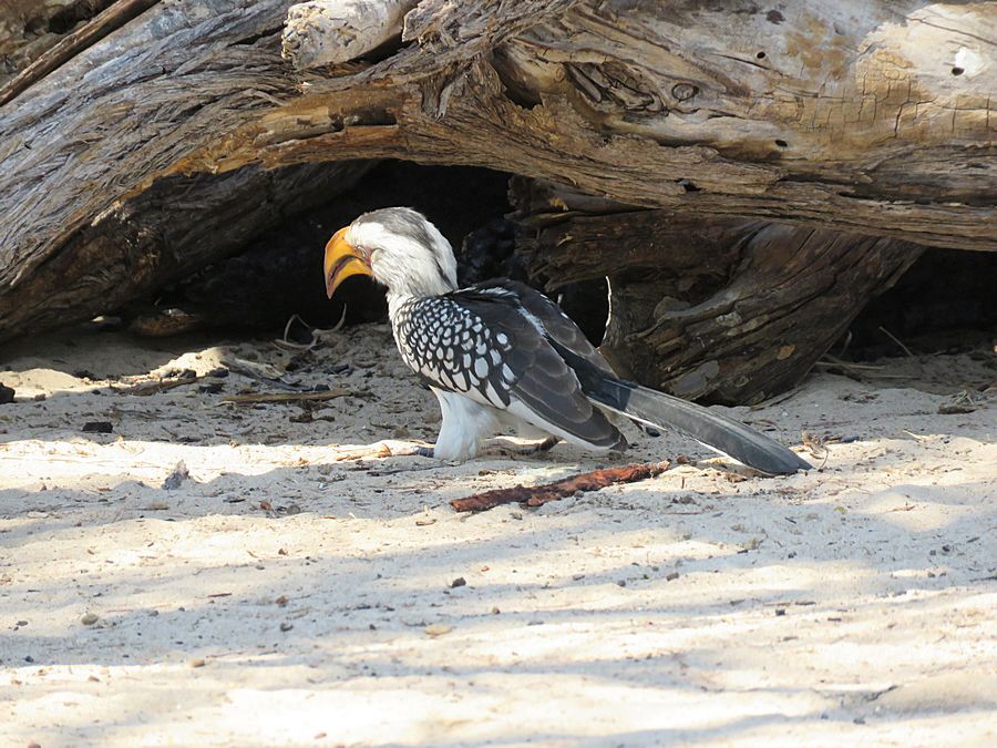 hornbill