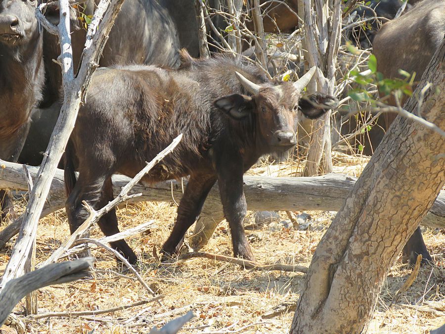 buffalo