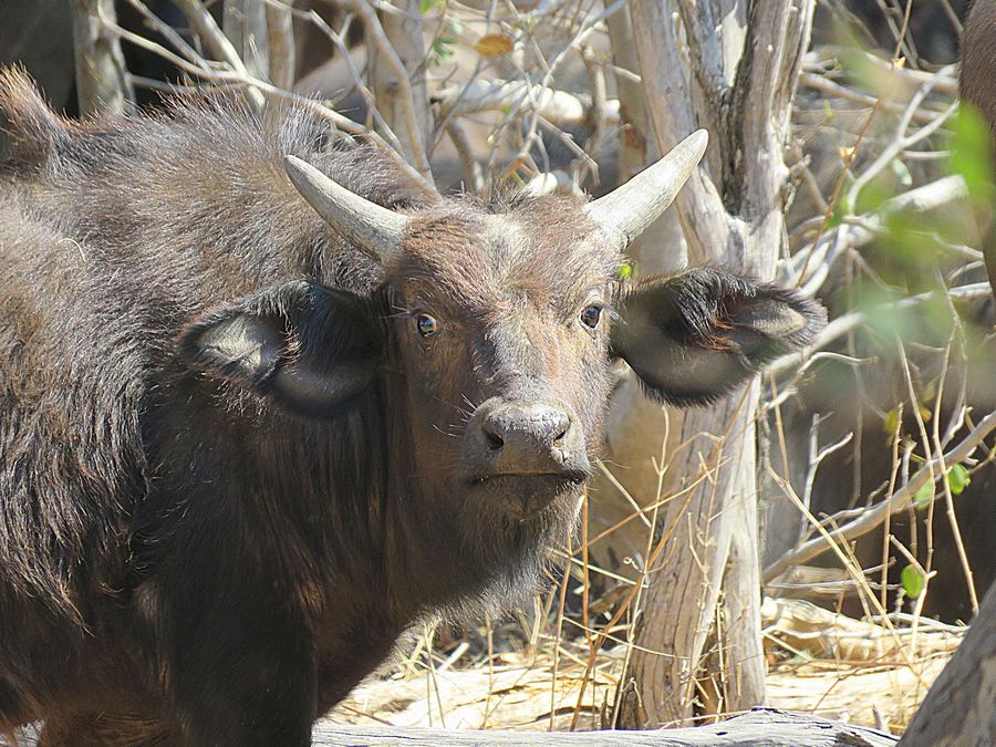 buffalo