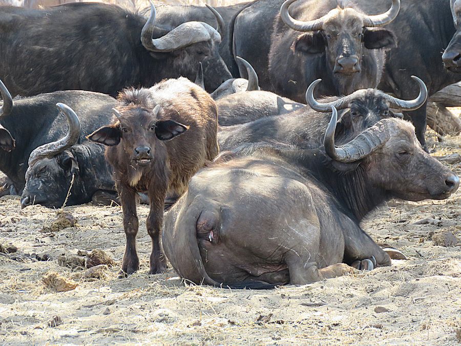 buffalo