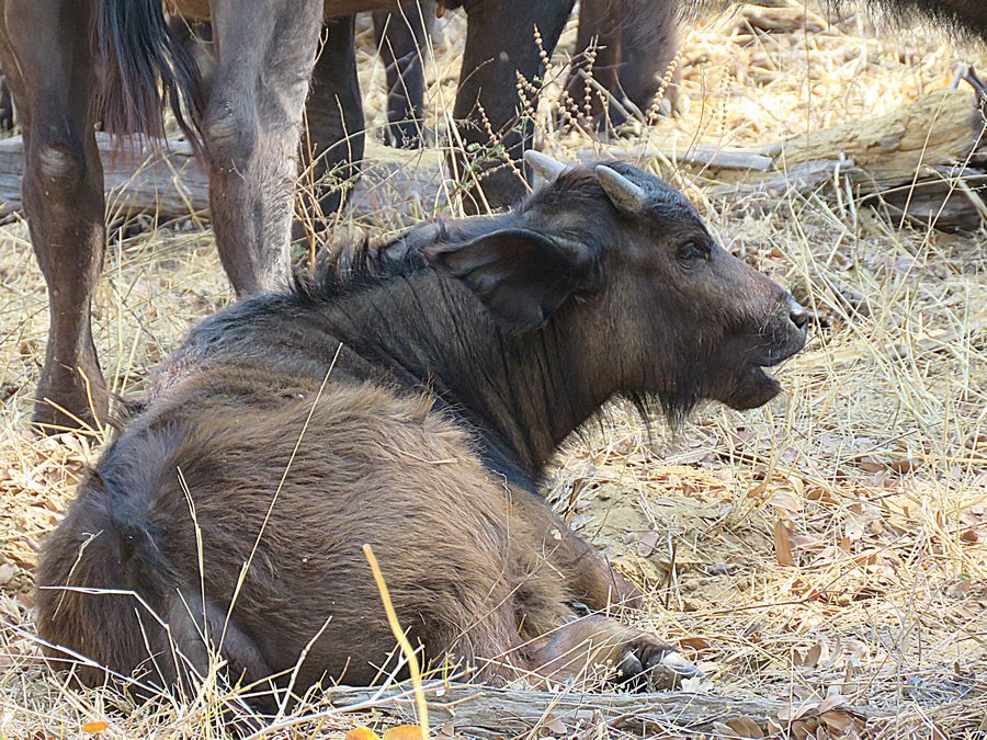 buffalo