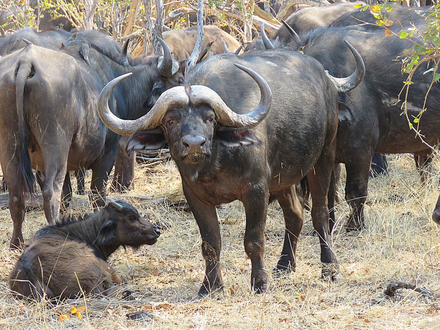 buffalo
