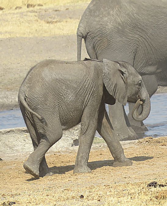 elephant
