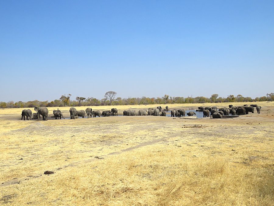 elephants