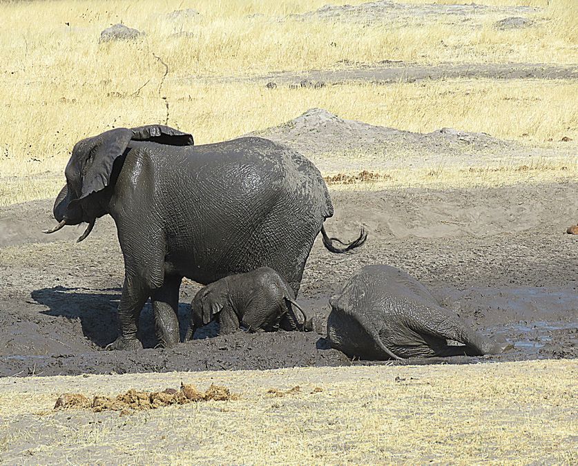 elephants